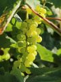 Weintraube 'Ph�nix' - Vitis 'Ph�nix'