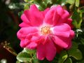 Strauchrose 'Heidetraum' � ADR-Rose - Rosa 'Heidetraum' � ADR-Rose