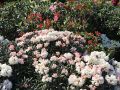 Rhododendron 'Koichiro Wada' / 'FCC' - Rhododendron yakushimanum 'Koichiro Wada' / 'FCC'