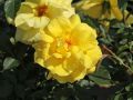 Beetrose 'Friesia' � - Rosa 'Friesia' �