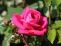 Kletterrose 'Laguna' � - Rosa 'Laguna' �