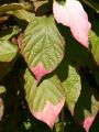 Scharfz�hniger Strahlengriffel / Buntbl�ttrige Kiwi / m�nnliche Pflanze - Actinidia kolomikta (m�nnliche Pflanze)