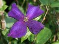 Clematis 'Jackmanii Superba' - Clematis 'Jackmanii Superba'