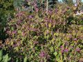 Liebesperlenstrauch / Sch�nfrucht 'Profusion' - Callicarpa bodinieri 'Profusion'