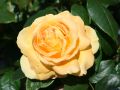 Beetrose 'Bernstein Rose' � - Rosa 'Bernstein Rose' �
