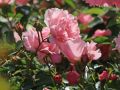 Beetrose/Bodendeckerrose 'Sommerwind' � - Rosa 'Sommerwind' �