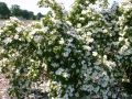 Strauchrose 'Nevada' - Rosa 'Nevada'