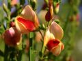 Edelginster 'Lena' - Cytisus scoparius 'Lena'