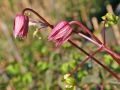 Clematis 'Majorie' - Clematis montana 'Majorie'