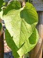 Amerikanische Pfeifenwinde / Pfeifenblume / Gespensterpflanze - Aristolochia macrophylla (durior)