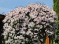 Clematis 'Tetra Rose' - Clematis montana 'Tetra Rose'