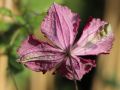Clematis 'Rubra' - Clematis viticella 'Rubra'
