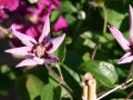 Clematis 'Ernest Markham' - Clematis 'Ernest Markham'
