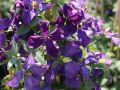 Clematis 'Jackmanii' - Clematis 'Jackmanii'