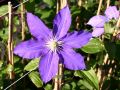Clematis 'Lasurstern' - Clematis 'Lasurstern'