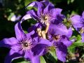 Clematis 'The President' - Clematis 'The President'