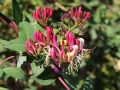 Feuer-Gei�schlinge - Lonicera heckrottii