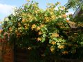 Gei�blatt tellmaniana / Gold-Gei�schlinge - Lonicera tellmanniana
