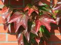 Jungfernrebe / Selbstklimmer / Dreilappige Jungfernrebe 'Veitchii' - Parthenocissus tricuspidata 'Veitchii'