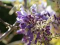 Blauregen / Glyzine / Wisterie / Chinesischer Blauregen - Wisteria sinensis