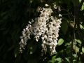 Wei�er Chinesischer Blauregen - Wisteria sinensis 'Alba'