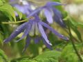 Clematis macropetala - Clematis macropetala