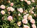 Edelrose 'Paul Ricard' � - Rosa 'Paul Ricard' �