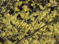 Zaubernuss 'Pallida' / Lichtmess Zaubernuss - Hamamelis intermedia 'Pallida'