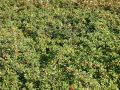 Teppichmispel / Kriechmispel 'Eichholz' - Cotonaster dammeri 'Eichholz'