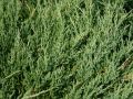 F�cher-Wacholder - Microbiota decussata
