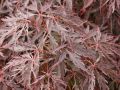 F�cher-Ahorn 'Inaba shidare' - Acer palmatum 'Inaba shidare'