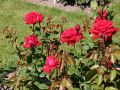 Edelrose 'Burgund 81' � - Rosa 'Burgund 81' �