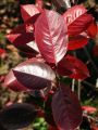 Kahle Apfelbeere / Schwarze Apfelbeere - Aronia melanocarpa