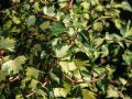 Goldefeu / Gelbbunter Efeu 'Goldheart' - Hedera helix 'Goldheart'