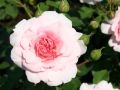Beetrose 'Bonica 82' � - Rosa 'Bonica 82' �
