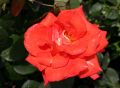 Edelrose 'Las Vegas' � - Rosa 'Las Vegas' �