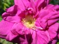 Strauchrose 'Rotes Meer' - Rosa 'Rotes Meer'