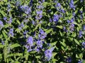 Bartblume 'Kew Blue' - Caryopteris clandonensis 'Kew Blue'