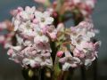 Winterschneeball 'Dawn' - Viburnum bodnantense 'Dawn'