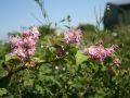 Deutzie / Sternchenstrauch 'Tourbillon Rouge' - Neuheit! - Deutzia magnifica 'Tourbillon Rouge'