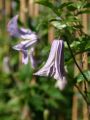 Clematis 'Betty Corning' - Clematis viticella 'Betty Corning'