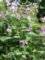Clematis 'Minuet' - Clematis viticella 'Minuet'