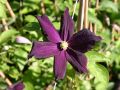 Clematis 'Romantica' - Clematis 'Romantica'