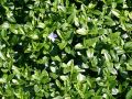 Immergr�n / Vinca minor - Vinca minor