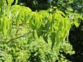 Sieben-S�hne-des-Himmels-Strauch - Heptacodium miconioides