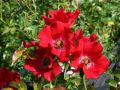 Bodendeckerrose 'Sommerabend' � - Rosa 'Sommerabend' �