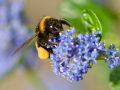 S�ckelblume 'Victoria' - Ceanothus impressus 'Victoria'