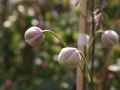 Clematis 'New Dawn' - Clematis montana 'New Dawn'