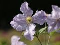 Clematis 'Blekitny Aniol' od. 'Blue Angel' - Clematis viticella 'Blekitny Aniol'