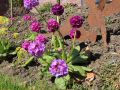 Kugel-Primel, blauviolett - Primula denticulata, blauviolett